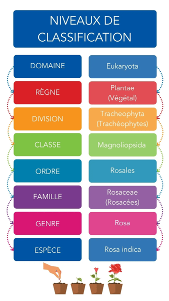 La taxonomie vgtale - Parlons sciences
