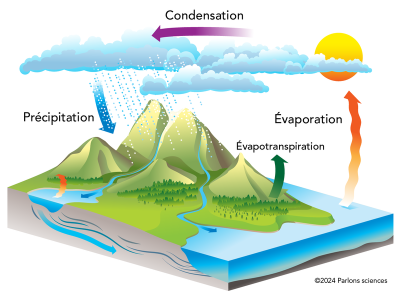 Une illustration en couleur montre le mouvement de l’eau dans le cycle de l’eau.