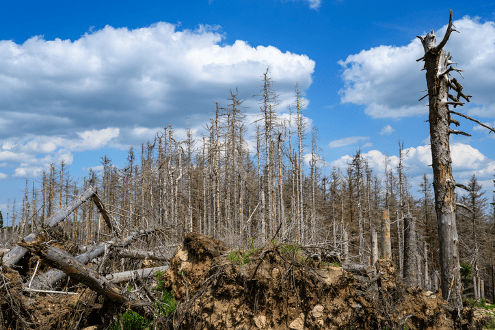 Boreal Forest/Taiga Biome - Let's Talk Science