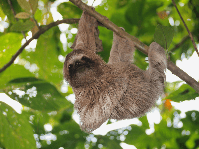 Tropical Rainforest Biome - Let's Talk Science