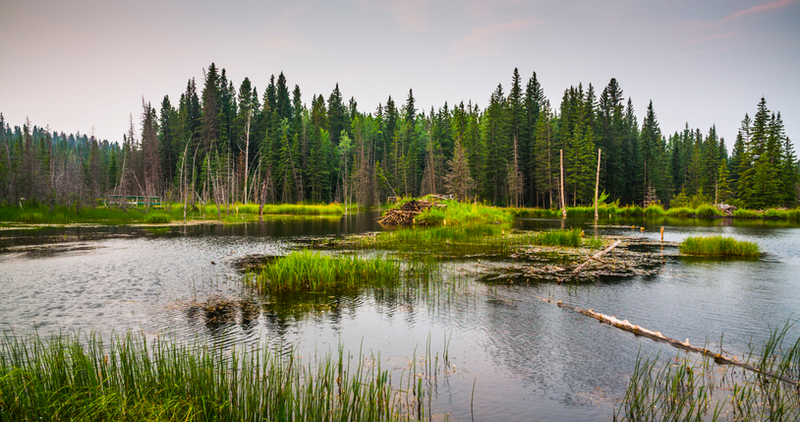 Wetland in the foreground and forest in the background (Source: Schroptschop via Getty Images).