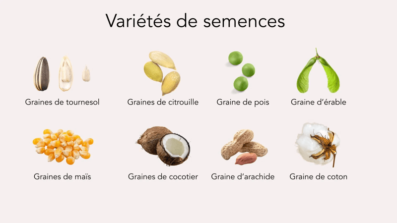 Les parties d'une plante - Parlons sciences