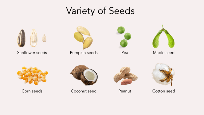 Parts of a Plant - Let's Talk Science