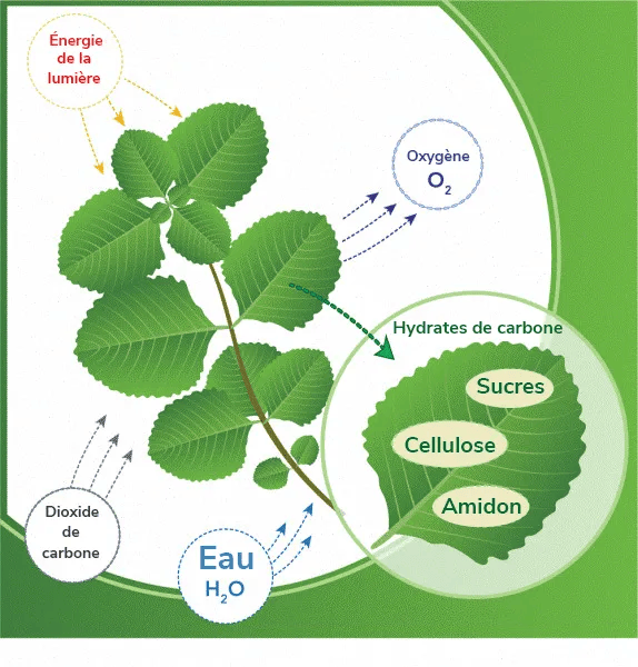 Les fonctions des plantes - Parlons sciences