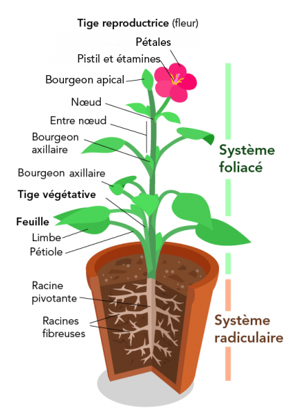 Les parties d'une plante - Parlons sciences