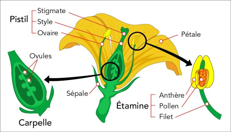 Comment les plantes se reproduisent-elles? - Parlons sciences