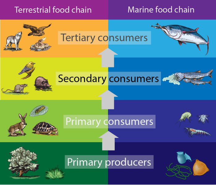 Shown is a colour, illustrated table showing food chains on land and in the ocean.